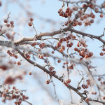 tree_berries_frost10_6346